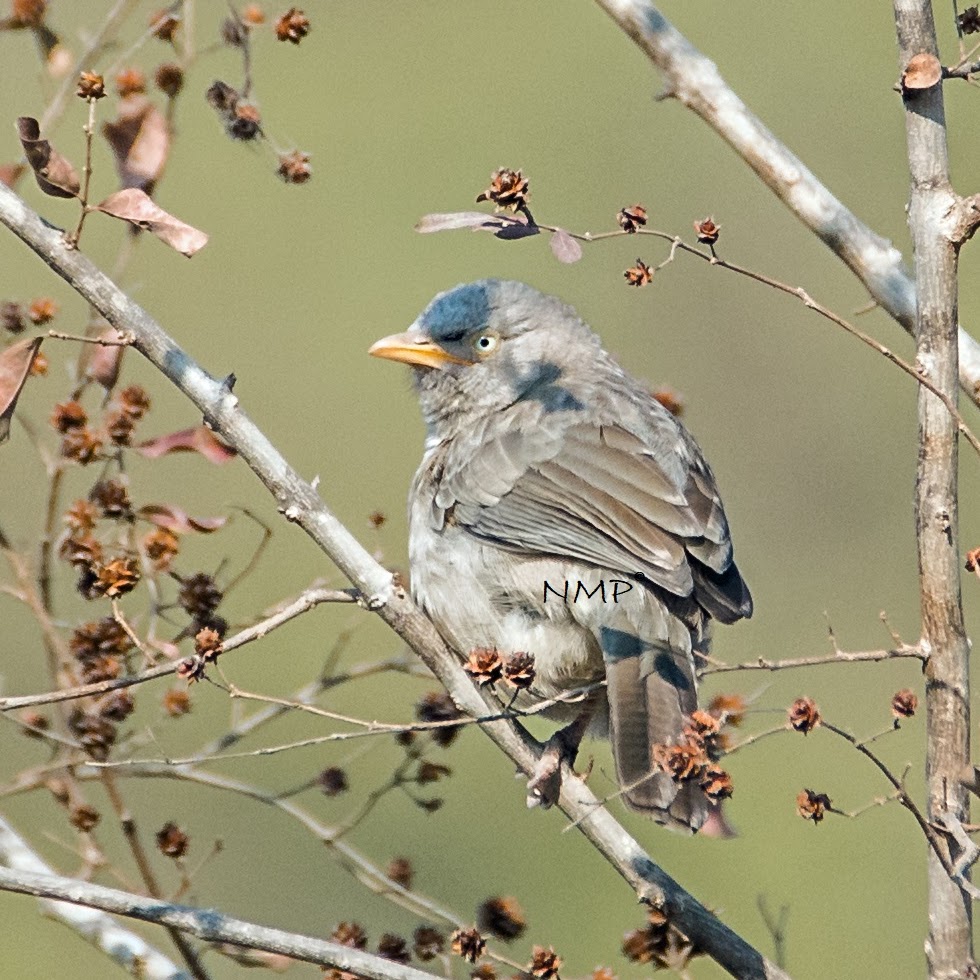 Jungle babbler